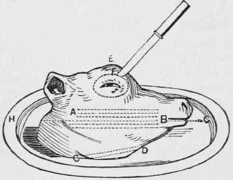 Calf-s-head-for-carving